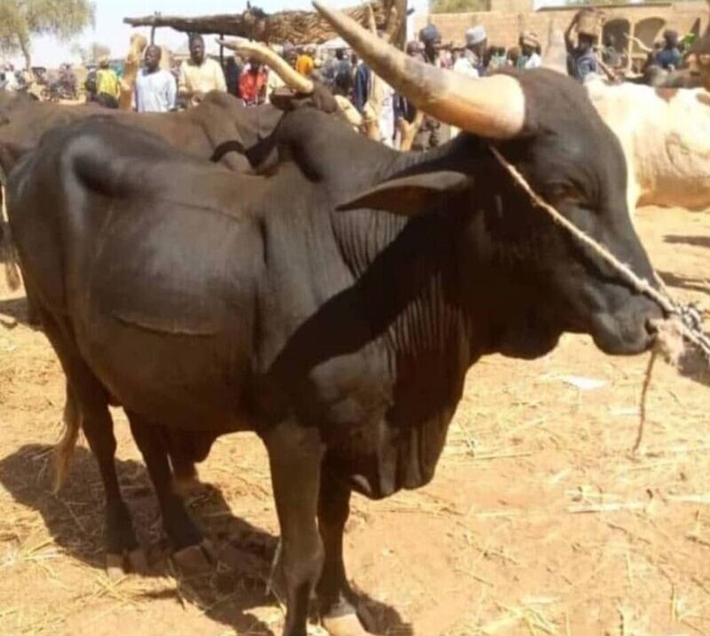 fat cow