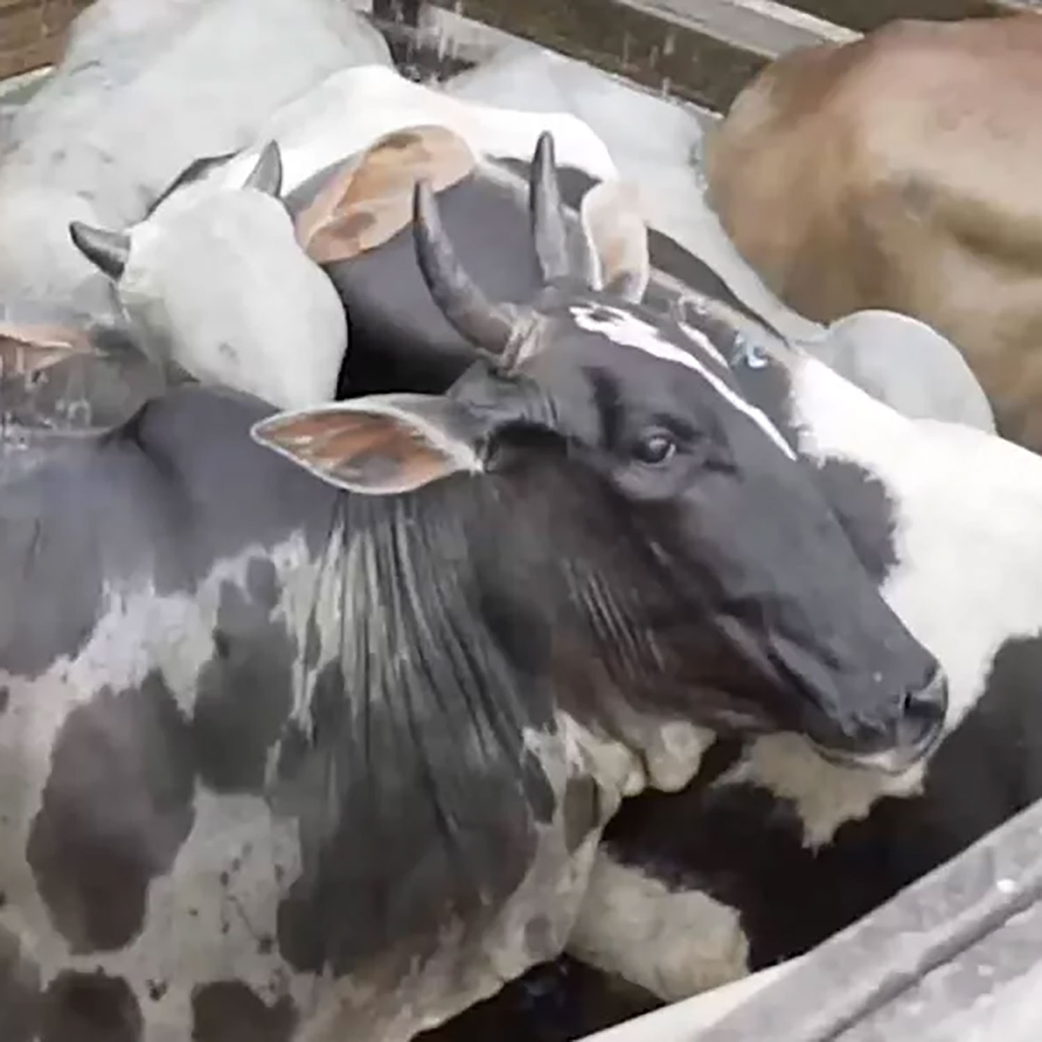 news brazil pregnant cows 1500